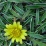 Dymondia Margaritacea .jpg